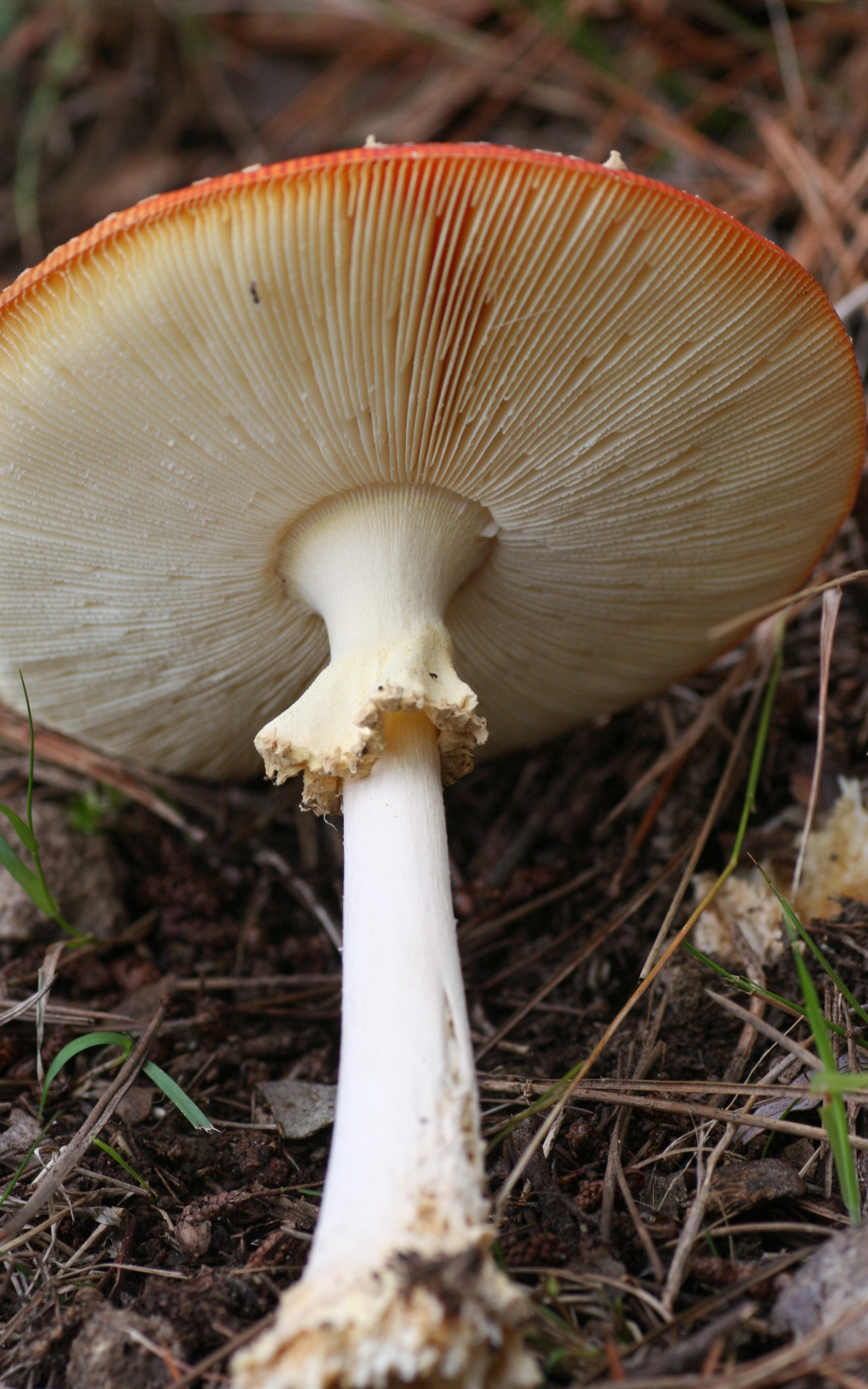 Lamellae_stipe_attachment